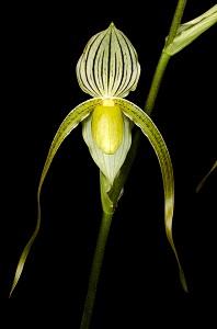 Paphiopedilum Crouching Tiger 'Seagraves' AM 80 pts